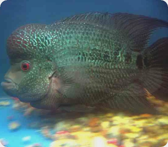 Flowerhorn - Blue Pearl KooMang - 1-2 inch